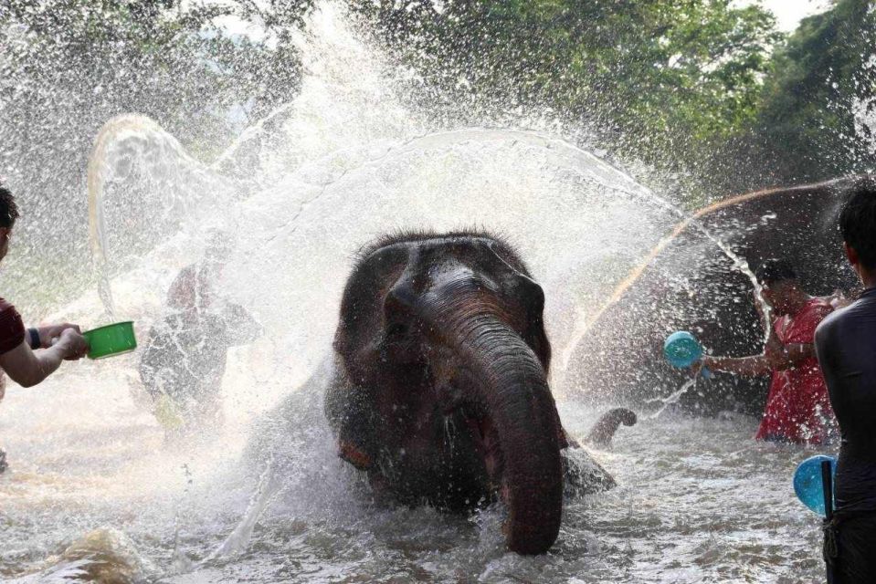 Chiang Mai: Full-Day Kerchor Elephant Eco Park Tour & Trek - Lunch break inside the park grounds: fuel before rafting and trekking