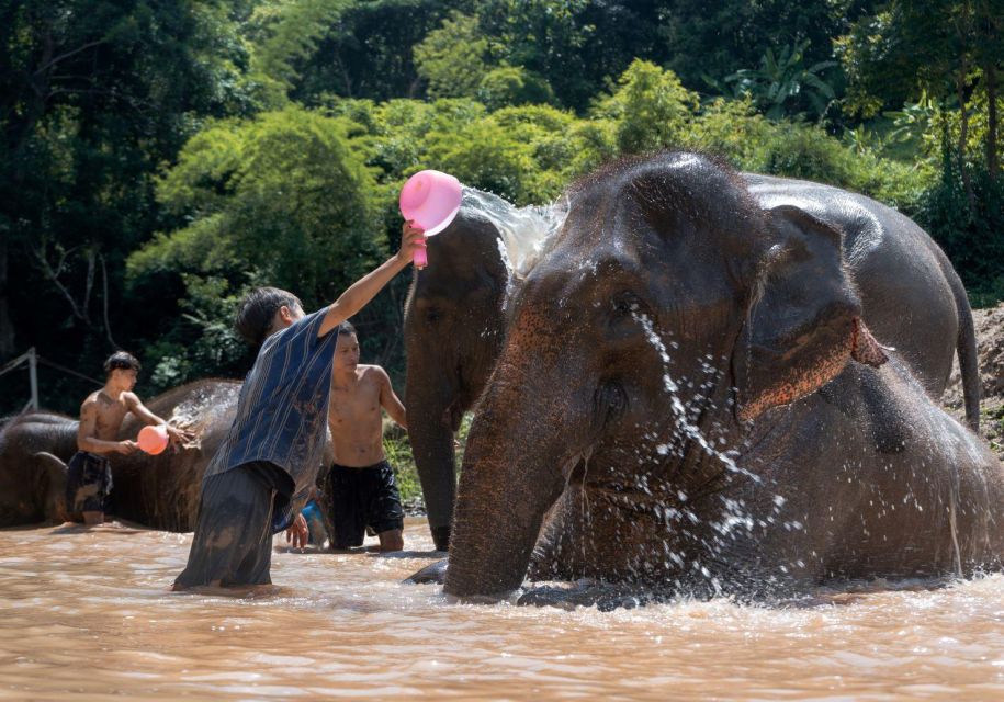 Chiang Mai: Full-Day Kerchor Elephant Eco Park Tour & Trek - Guided trek to the waterfall: stairs, cold water, and slippery footing