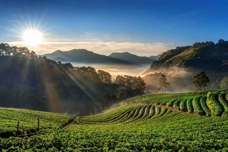 Chiang Mai: Full-Day Private Car Charter to Doi Ang Khang - Strawberry fields, Chinese plum gardens, and the Ang Khang Tea Plantation