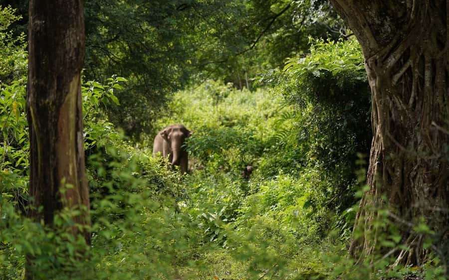 Chiang Mai Half-Day Adventure: River Tubing & Waterfall - Key Highlights to Know Before You Go