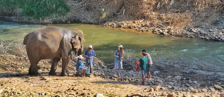 Chiang Mai : Highlight in one day - Eco-friendly elephant camp: feeding, bathing, walking, and that food prep lesson