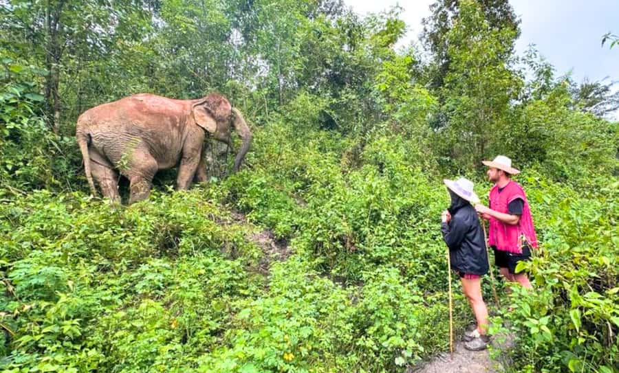 Chiang Mai: Inthanon, Ethical Elephant Sanctuary & Waterfall - Tea, snacks, and waterfall time (with no elephant bathing)