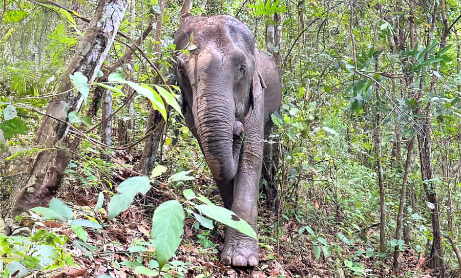 Chiang Mai: Inthanon, Ethical Elephant Sanctuary & Waterfall - Doi Inthanon National Park: misty summit energy and the Twin Pagodas