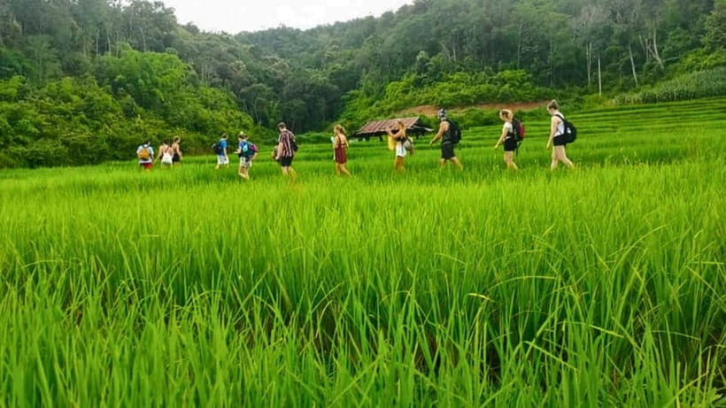 Chiang Mai: Jungle Trek, Elephants care & Bamboo Rafting - Jungle Trek, Waterfall Swim, and Rice Fields: The Active Core