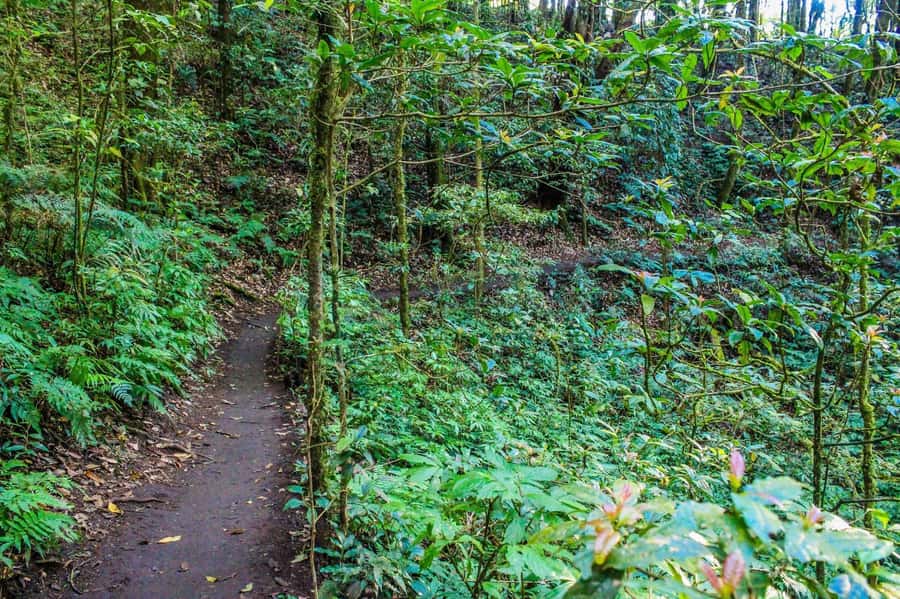 Chiang Mai: Kew Mae Pan Nature Trail & Doi Inthanon Day Trip - Kew Mae Pan Nature Trail: Two Hours of Forest Sounds and Walkway Views