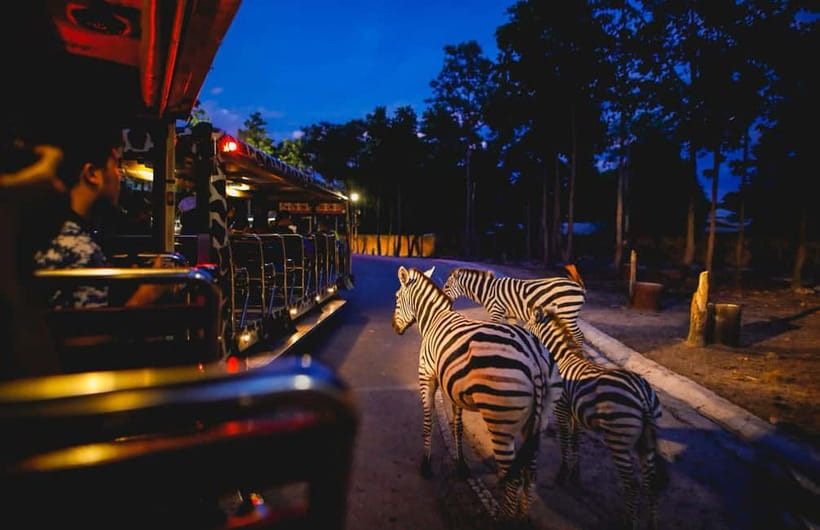 Chiang Mai Night Safari Ticket & Tram Rides Optional Pickup - How the Night Safari Ticket Actually Works (Tram, Then Trails)