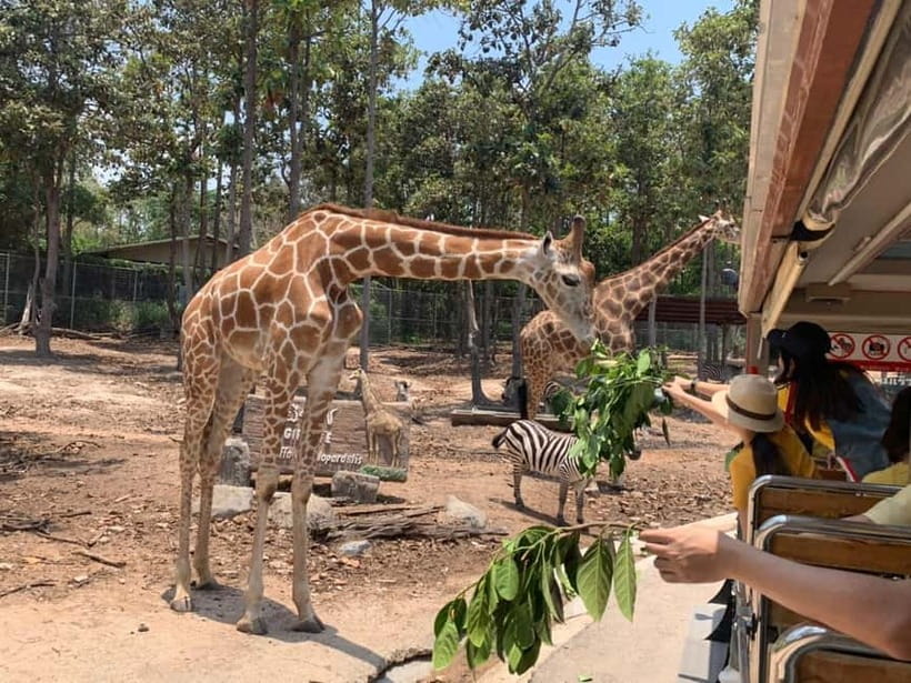 Chiang Mai Night Safari Ticket & Tram Rides Optional Pickup - What a Typical 270-Minute Evening Feels Like