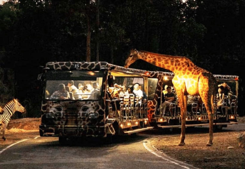 Chiang Mai: Night Safari Ticket with Transfer - Savanna Safari at night: herbivores and the close-up factor