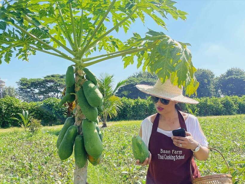 Chiang Mai Organic Thai Cooking Experience - Market visit: how to pick ingredients like a Thai cook