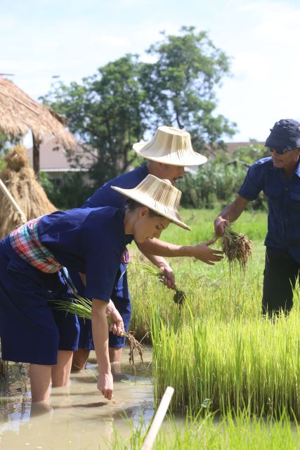 Chiang Mai: Thai Buffalo and Rice Planting Experience - Rice Nursery Work: The Traditional Steps People Actually Forget to Mention