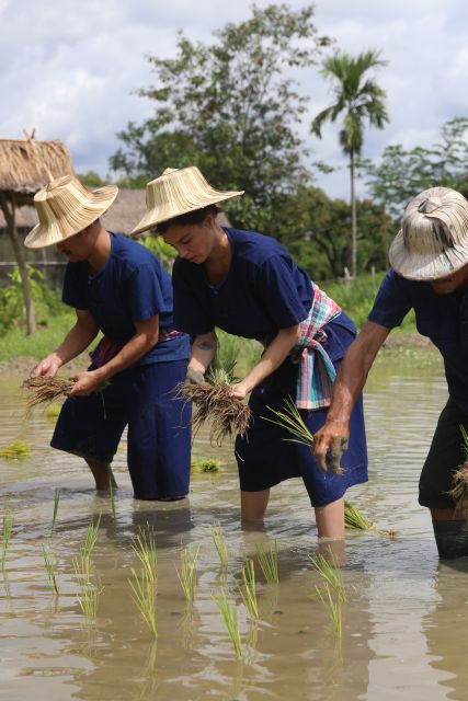 Chiang Mai: Thai Buffalo and Rice Planting Experience - Lunch at the Farm: Green Chicken Curry and Mango Sticky Rice