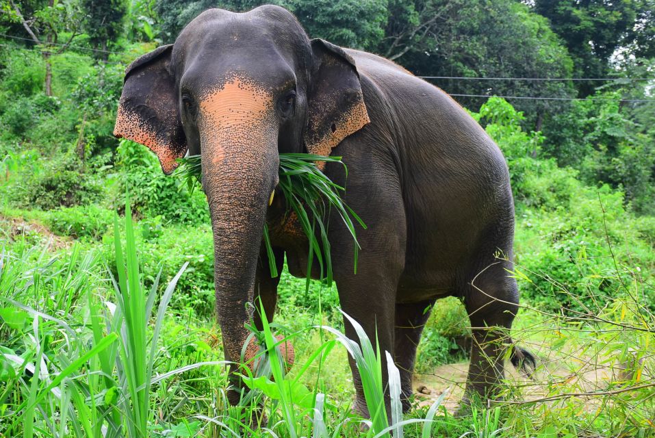From Chiang Mai: Elephant Care Program and Nursery Tour - The Morning Flow: Pick-Up, Local Clothes, and the Mae Tang Drive