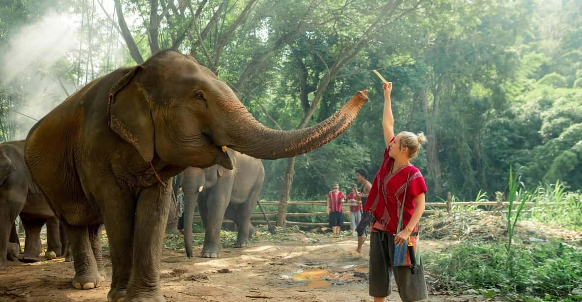 From Chiang Mai: Kerchor Eco Elephant Park Tour - Key things you’ll notice at Kerchor Eco Elephant Park