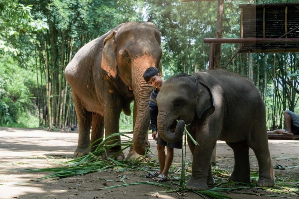 From Chiang Mai: Kerchor Eco Elephant Park Tour - Practical tips so your day feels easy (not chaotic)