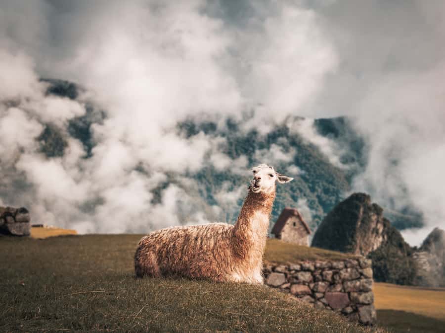 From Cusco: Sacred Valley & Machu Picchu 2-Day Tour by Train - Machu Picchu at the main gate: how the guided circuit keeps you oriented