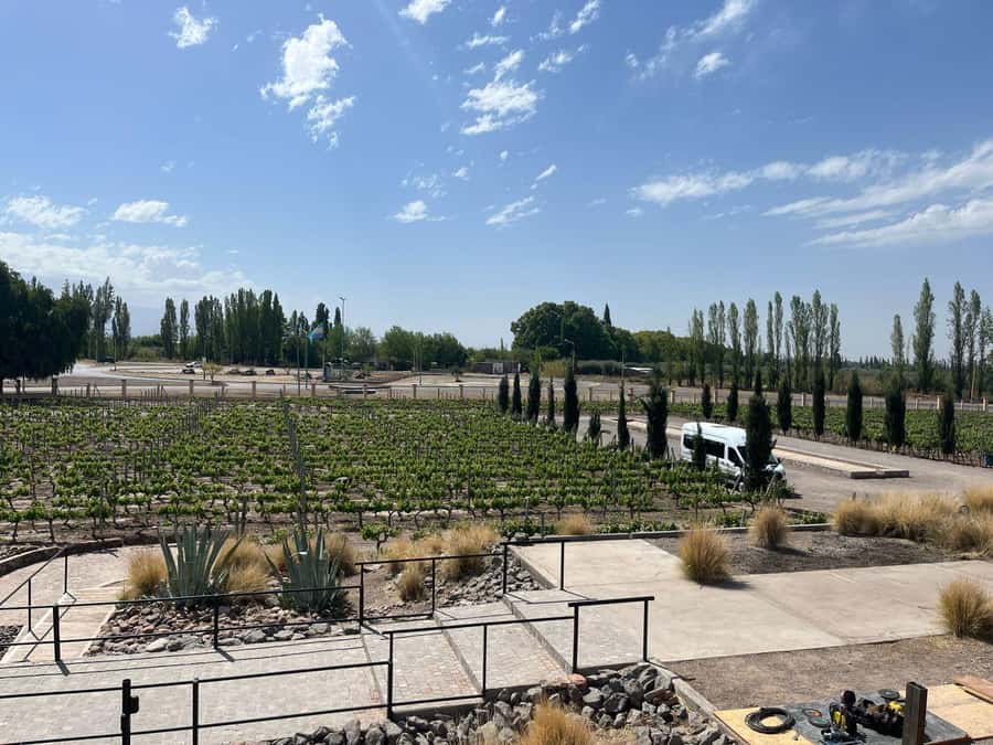 From Mendoza: 3 Wineries, Olive Oil Factory Tour & Tasting - Key takeaways