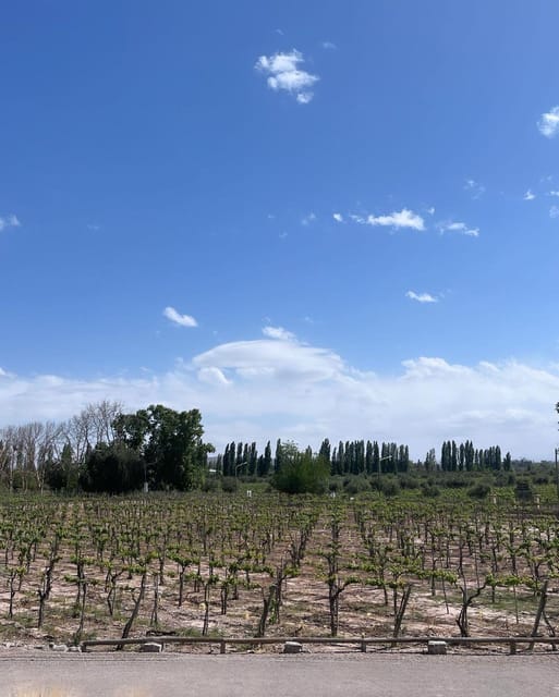 From Mendoza: 3 Wineries, Olive Oil Factory Tour & Tasting - Price and Value: Why $34 Can Feel Like a Good Deal Here