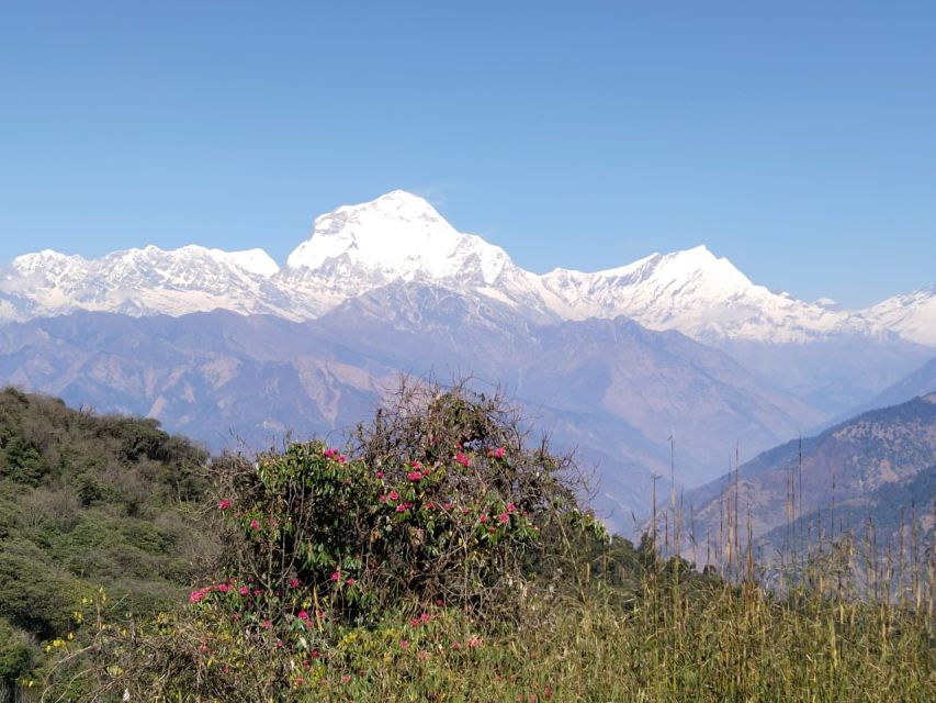 From Pokhara: 4-Day Annapurna and Poon Hill Himalayan Trek - Tadapani to Jhinu: forests, villages, and the hot spring reward