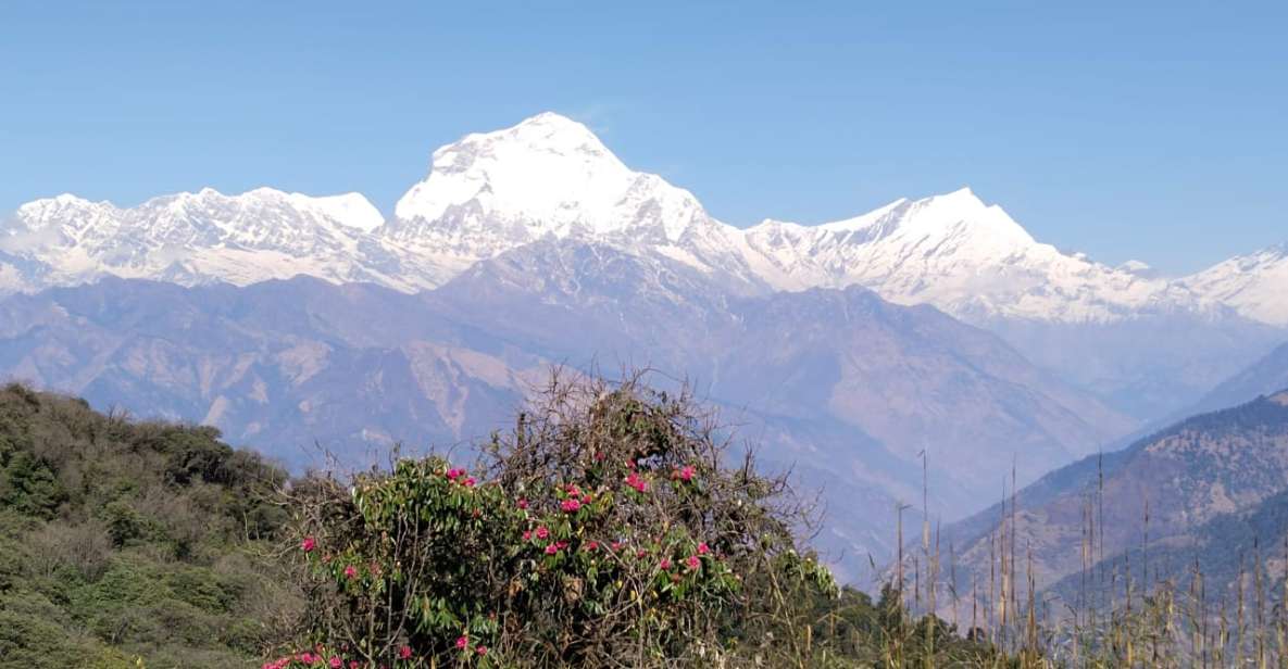 From Pokhara: 4-Day Annapurna and Poon Hill Himalayan Trek - Poon Hill sunrise: the reason the Annapurna Range feels close