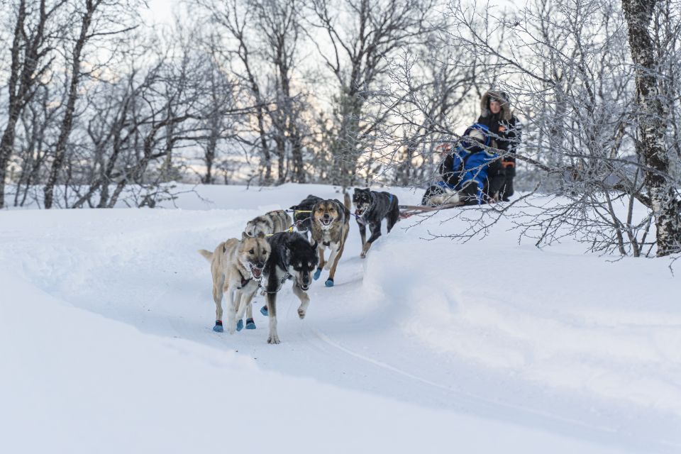 From Tromsø: Fun and Easy Dog Sledding Adventure - The Sled Ride You Actually Care About: Fields, Forest Trails, and a Midway Swap