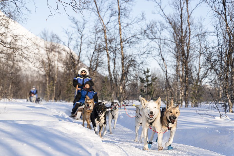 From Tromsø: Fun and Easy Dog Sledding Adventure - Lavvu Warmth and Campfire Tea: The Sami Tent Moment