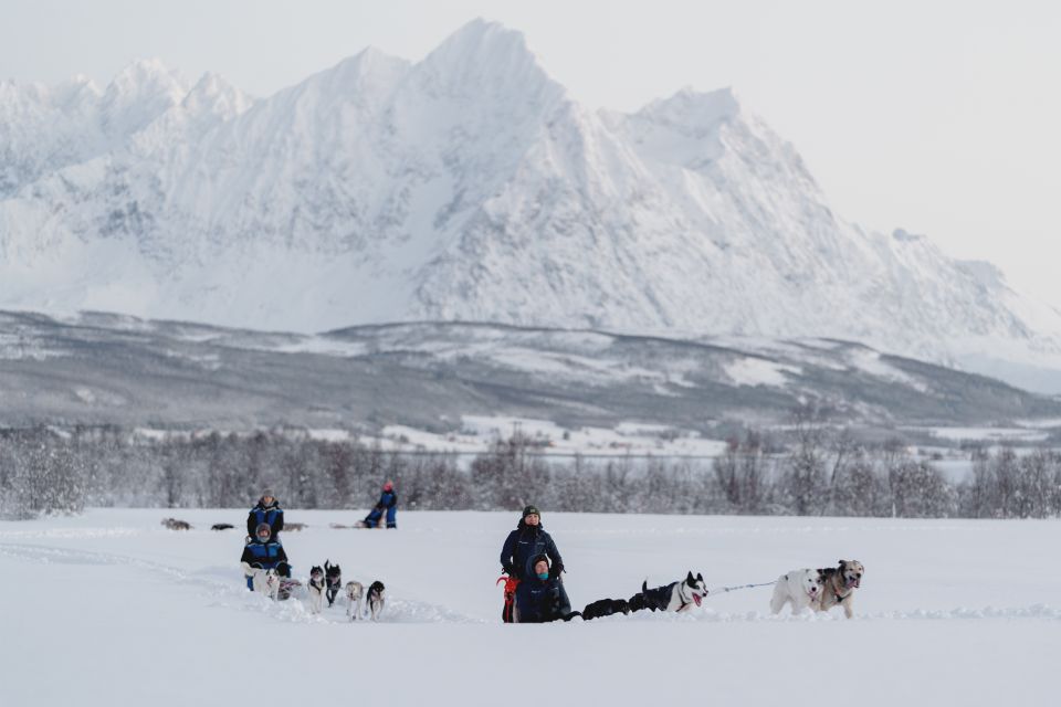 From Tromsø: Fun and Easy Dog Sledding Adventure - Who This Tour Fits Best (and Who Should Skip It)