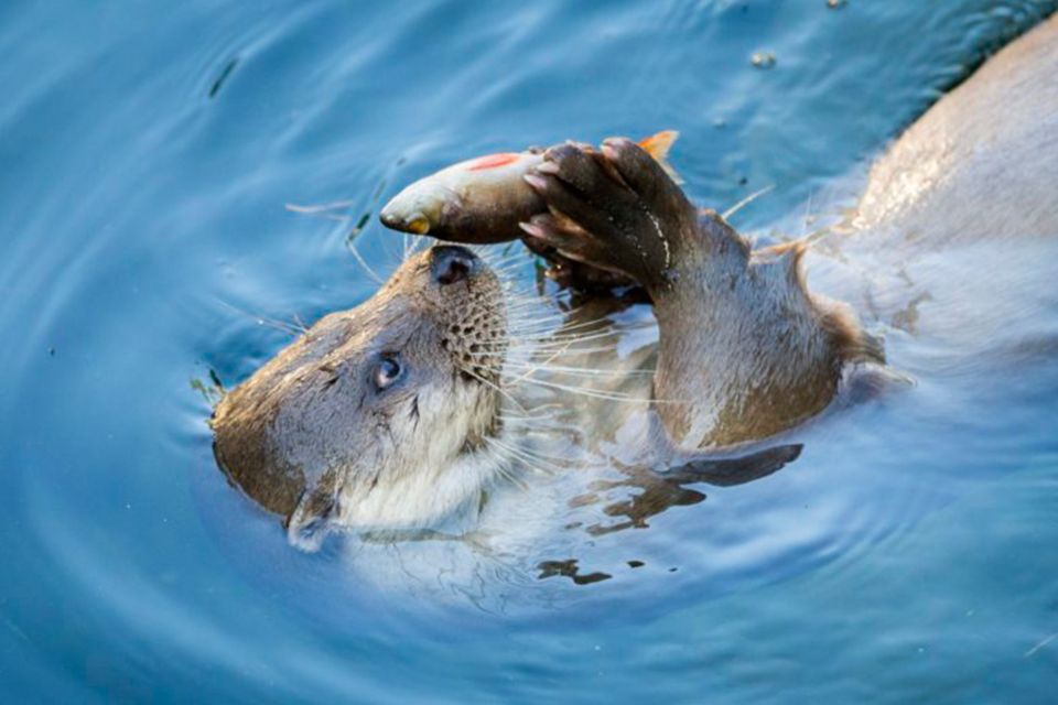 Rovaniemi: Ranua Zoo Entry Ticket w/ Walking Tour and Lunch - Key highlights you’ll actually feel