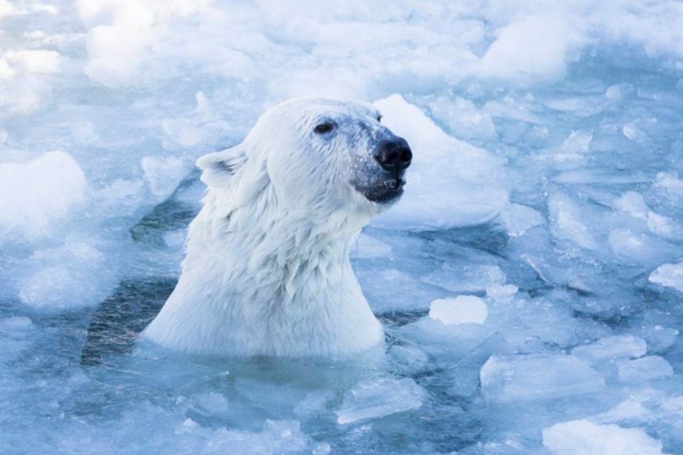 Rovaniemi: Ranua Zoo Entry Ticket w/ Walking Tour and Lunch - The 1.5-hour zoo walk: how to make the most of your time