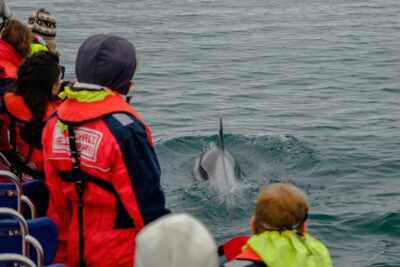 Whale Watching in Reykjavik by Speedboat - Why a RIB works so well for whales and dolphins